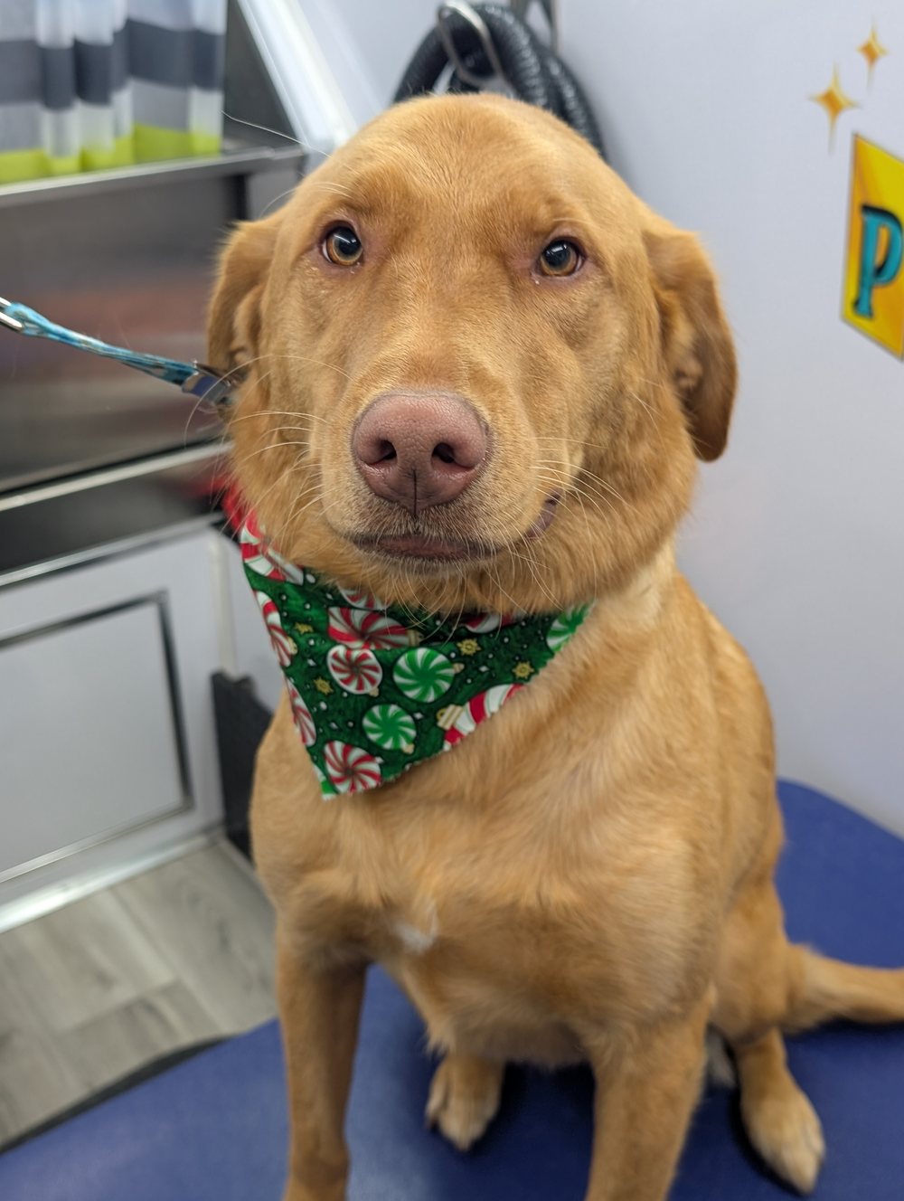 A real dog freshly groomed by Pawtastic Mobile Pet Spa