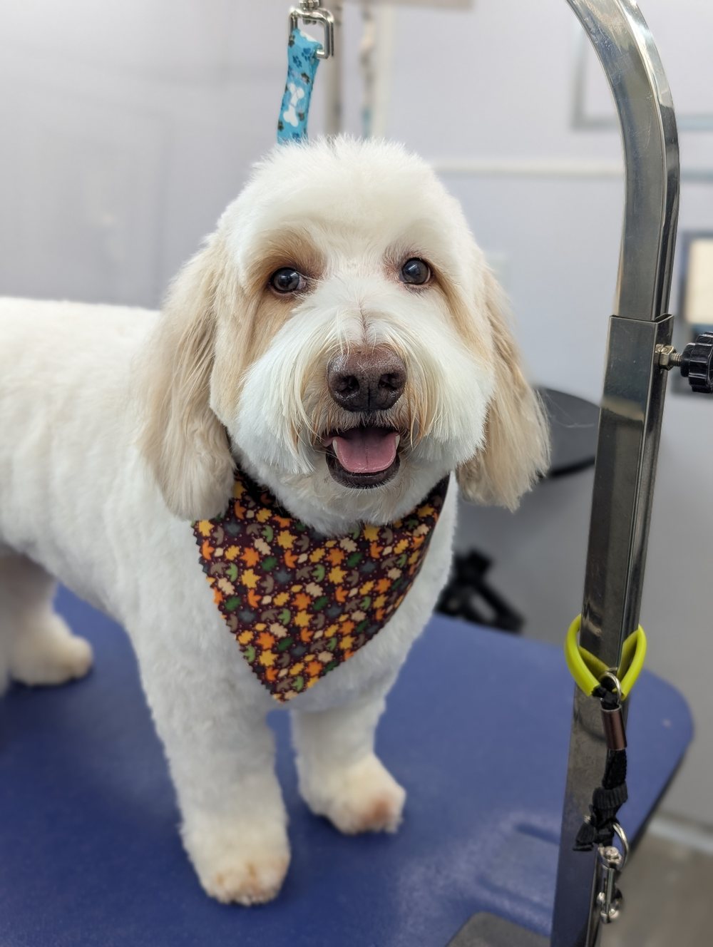 A real dog freshly groomed by Pawtastic Mobile Pet Spa