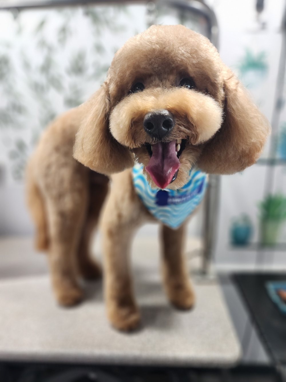 A real dog freshly groomed by Pawtastic Mobile Pet Spa