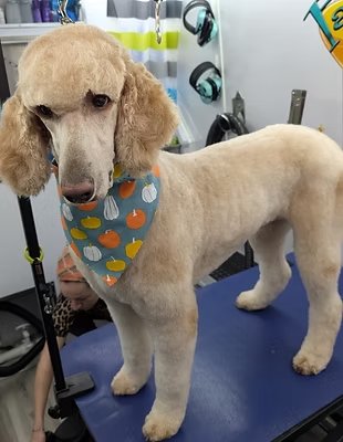 A poodle mid-groom in the real Pawtastic mobile salon