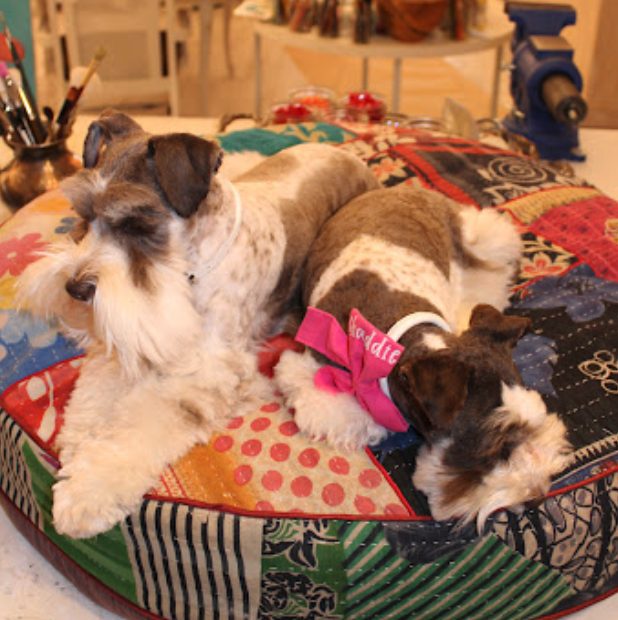 Amy K.'s dogs after a Pawtastic grooming appointment