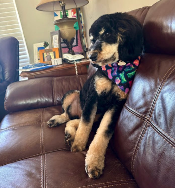 Cynthia H.'s dog after a Pawtastic grooming appointment