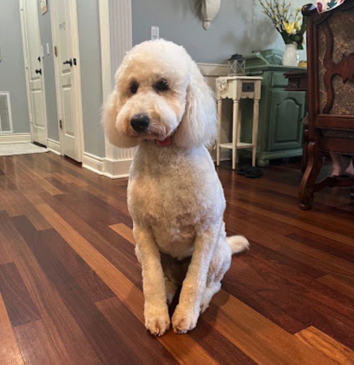 Faith F.'s Goldendoodle Phoebe after a Pawtastic grooming appointment