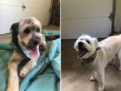 Tracie K.'s dogs after a Pawtastic grooming appointment