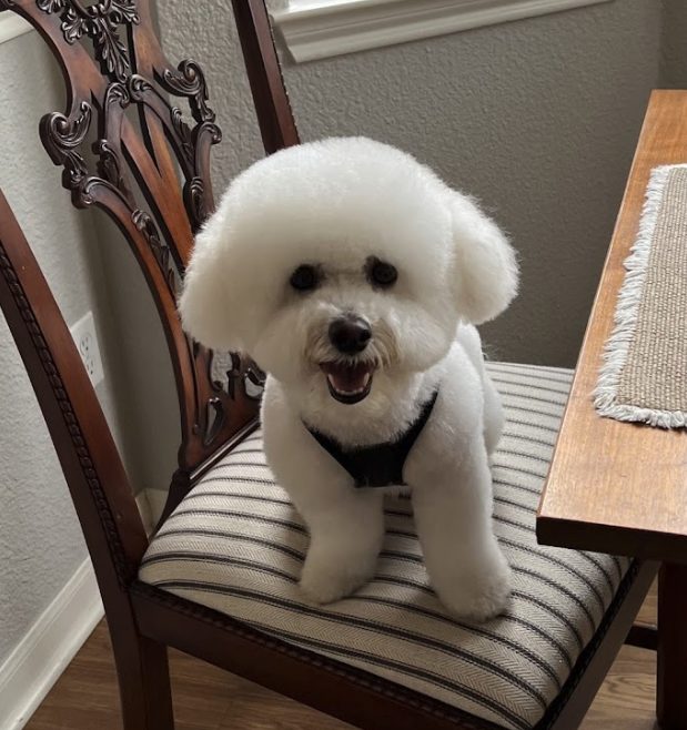 Virginia S.'s Bichon Frise Benny after a Pawtastic grooming appointment
