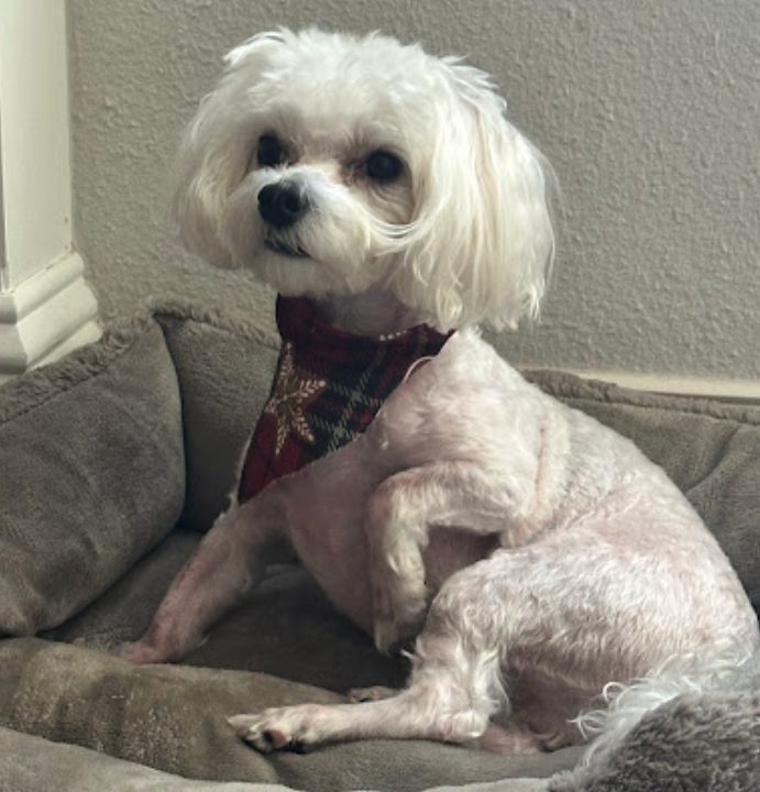 Yuriana O.'s Maltese after a Pawtastic grooming appointment