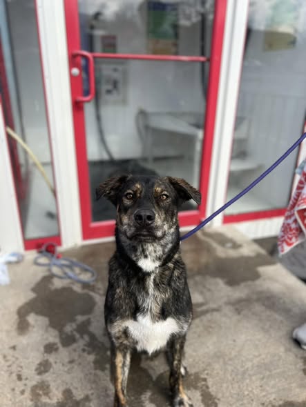 A real customer's dog at the Wet Willies wash station entrance