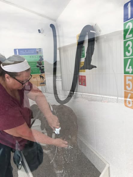 A real Wet Willies customer washing her elderly Lab in the wash bay